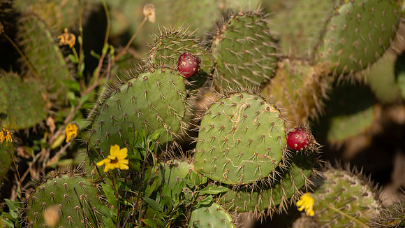 Coastal Prickly Pear