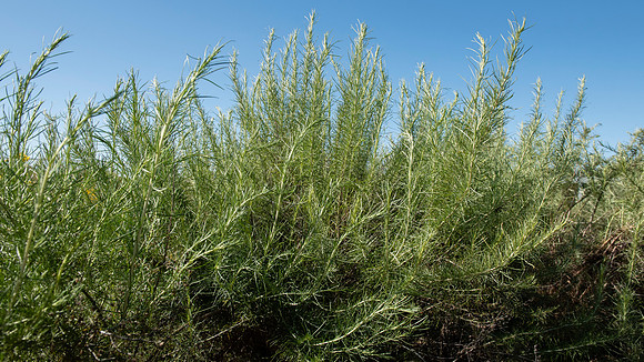 California Sagebrush