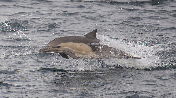 Common Dolphin