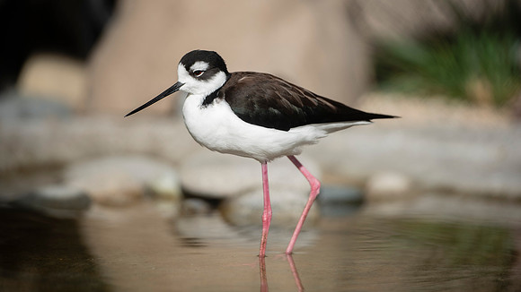 Black-necked Stilt