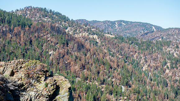 Cedar Springs