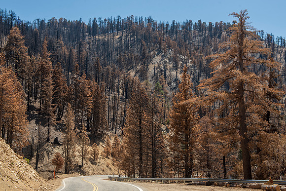 Islip Saddle