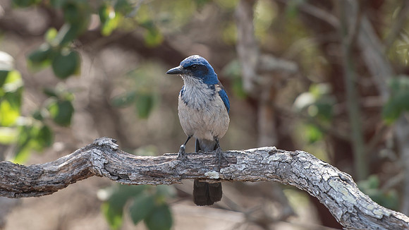 Island Scrub Jay at Santa Cruz Island, California
