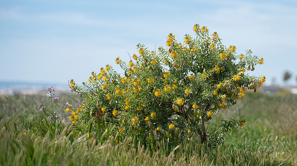 Bladderpod