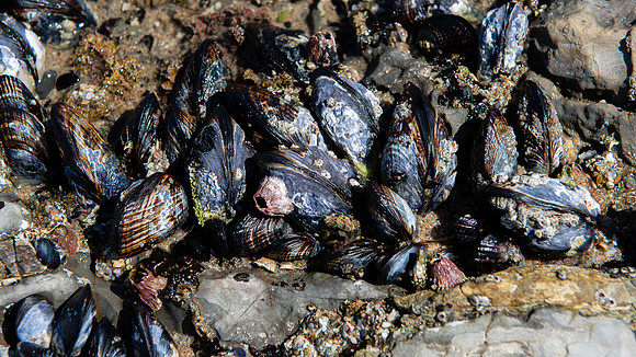 California Mussels