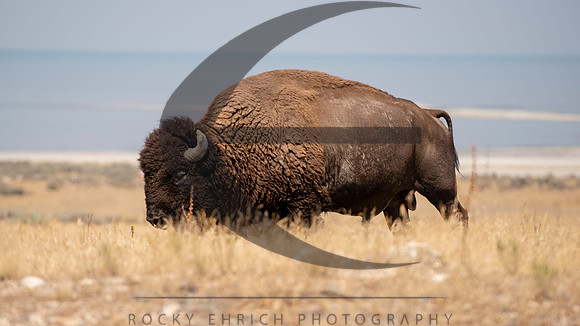 Stage 3 - Antelope Island
