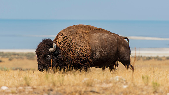 Buffalo at Antelope Island, Utah