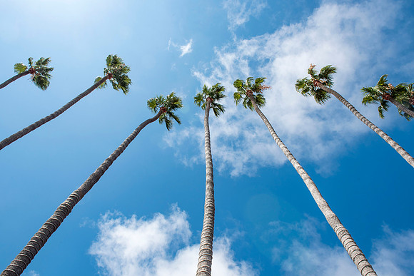 Palm Trees at Del Mar, California
