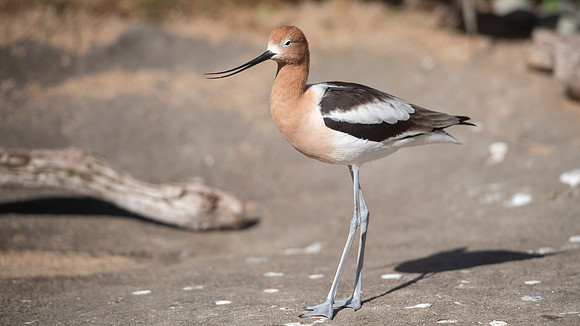 American Avocet