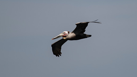 Brown Pelican